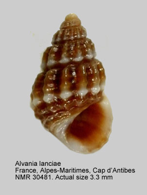 Alvania lanciae (2).JPG - Alvania lanciae(Calcara,1845)